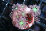 F O2954 59 Papaya Cloves plus Gold Coin Zoanthids_300.jpg