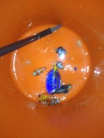 ImageUploadedByReefs1352108650.049088.jpg ImageUploadedByReefs1352108650.049088.jpg