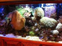 ImageUploadedByReefs1344436447.314320.jpg