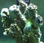 IMG_1309.jpg