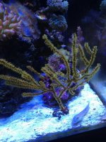 ImageUploadedByReefs1360433520.887175.jpg