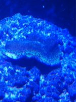 ImageUploadedByReefs1356543682.812139.jpg