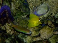 Golden Midas Blennie & Yellow Tang.jpg