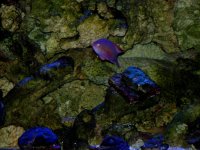 Male Anthias with flash.jpg