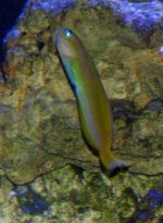 Golden Midas Blenny.jpg