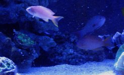 Partial Anthias Harem.jpg