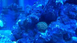 blue light pink zoa.jpg