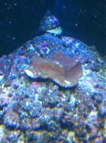 ImageUploadedByReefs1356574276.626008.jpg