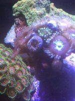 ImageUploadedByReefs1352326365.677377.jpg