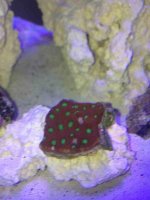 ImageUploadedByReefs1373747565.083519.jpg