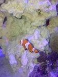 ImageUploadedByReefs1373747576.666239.jpg