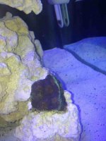 ImageUploadedByReefs1373747601.233108.jpg