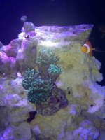 ImageUploadedByReefs1373747617.049898.jpg