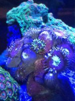ImageUploadedByReefs1352350246.220206.jpg