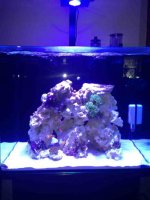 ImageUploadedByReefs1373748091.566327.jpg