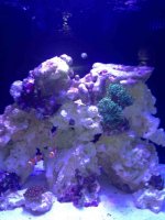ImageUploadedByReefs1373748101.116289.jpg