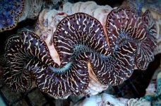 V S2425 349 Zebra Maxima Clam_300.jpg