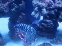 eel3.jpg
