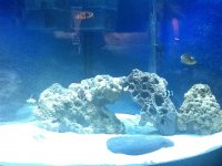 ImageUploadedByReefs1364433637.620171.jpg