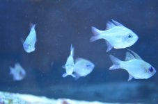 fish 026-web.jpg
