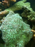 ImageUploadedByReefs1361131909.793873.jpg