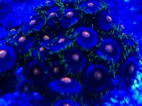 zoa.jpg
