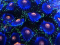 zoas 1.JPG