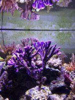 ImageUploadedByReefs1370303265.766113.jpg