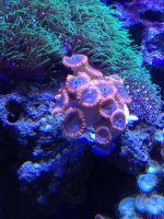 ImageUploadedByReefs1364749171.416408.jpg