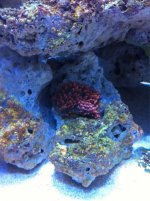ImageUploadedByReefs1366772206.776868.jpg