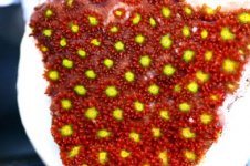 F D2365 89 Cherry Hearty Leptastera_300.jpg