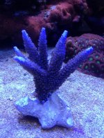 ImageUploadedByReefs1374375063.763337.jpg