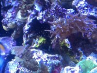 ImageUploadedByReefs1370548819.018517.jpg