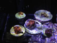 ImageUploadedByReefs1374556206.120131.jpg