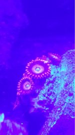 ImageUploadedByReefs1374556254.972161.jpg