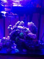 ImageUploadedByReefs1374556374.373212.jpg