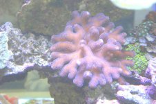 blue stlopora 11.jpg