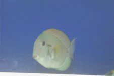 epaulette tang 11.jpg