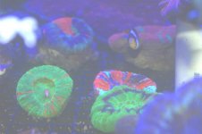 coral1 11.jpg