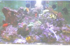 coral 11.jpg