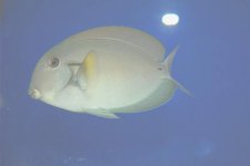 fish 11a.jpg