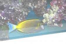 gold rim 11.jpg