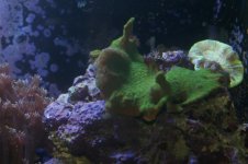 green pectina 11.jpg