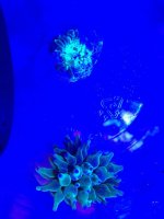 ImageUploadedByReefs1374618682.585295.jpg