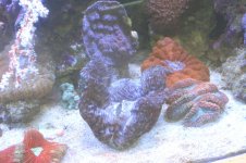 huge clam 11.jpg