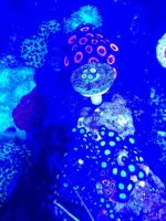 ImageUploadedByReefs1374627260.946483.jpg