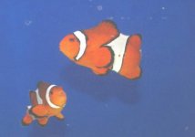 more clowns 11.jpg
