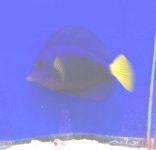 purple tang 11a.jpg
