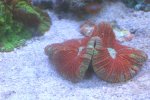 red brain 11.jpg
