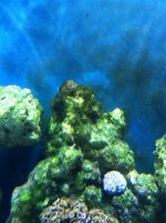 ImageUploadedByReefs1357080117.653739.jpg